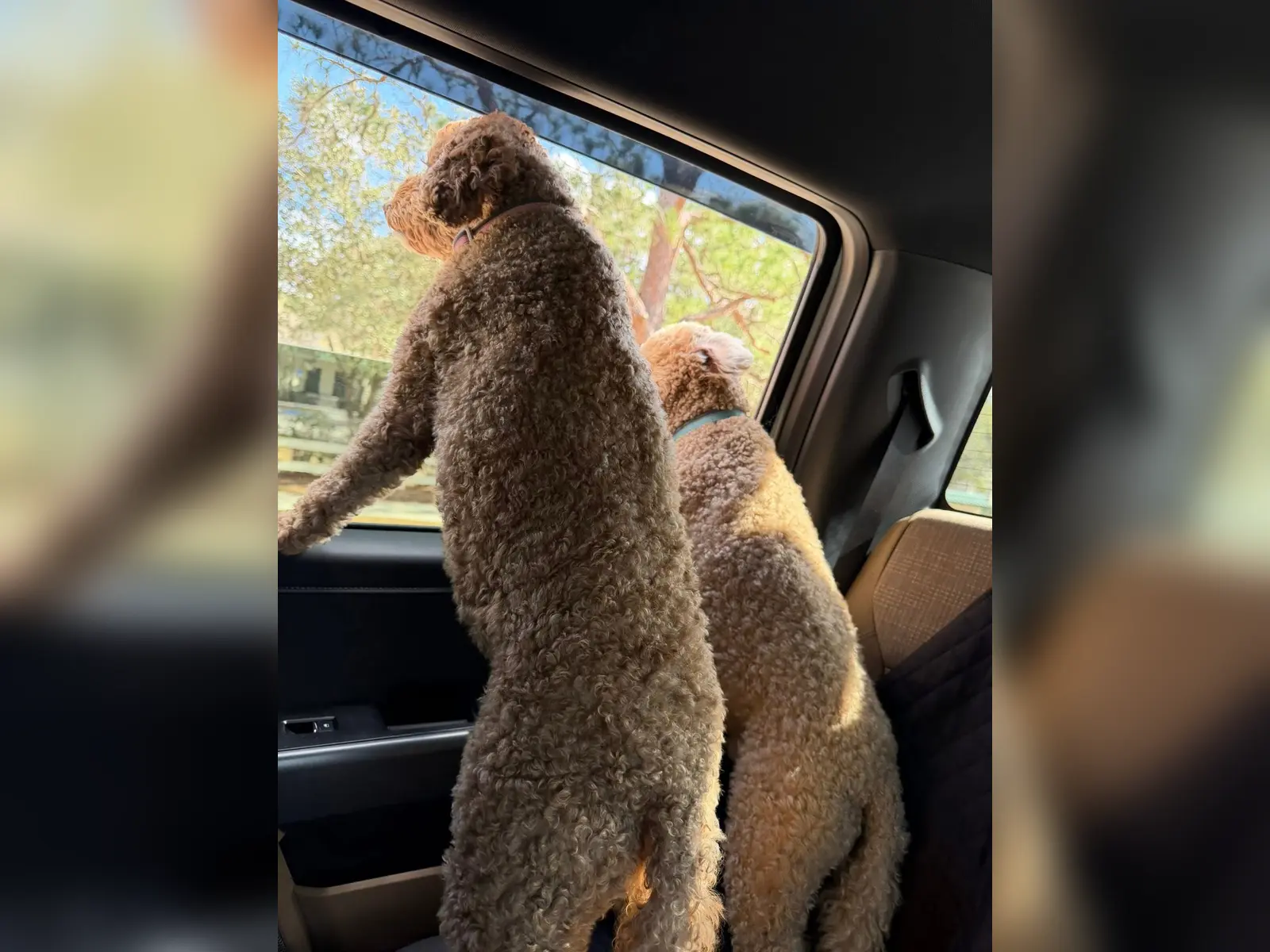 Two dogs enjoying a pet-friendly RV trip near Endless Summer Campground